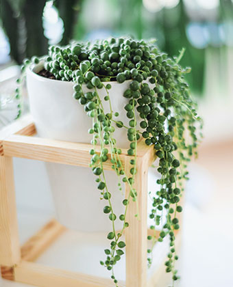 image of a hanging plant